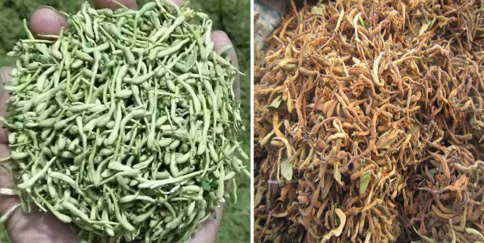 烘干金銀花畝產(chǎn)利潤多少？專業(yè)廠家詳解真實利潤